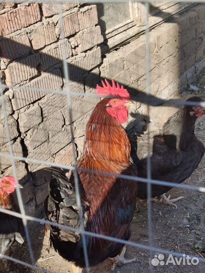 Петухи домашние
