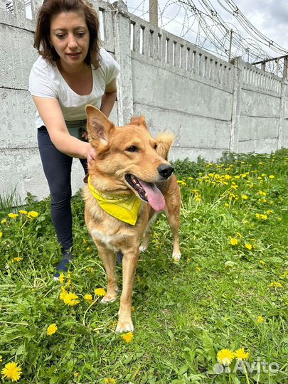 Милый и добрый пес Модус в добрые руки