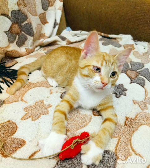 Мальчишка ищет дом