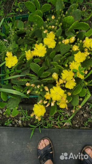 Кактус опунция