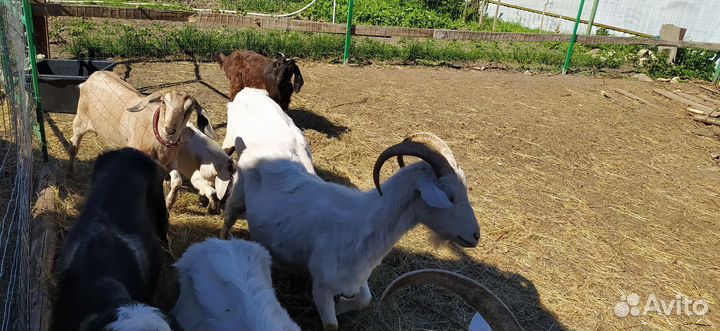 Козы, козёл, козлята