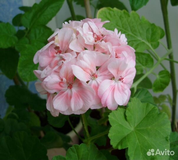 Пеларгония (герань)