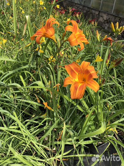 Лилейники сортовые лилейник