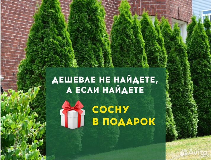 Туи Вип качества Смарагл,Брабант,Колумна