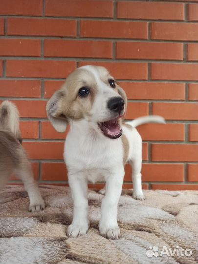 Щеночки звоночки для любящих людей