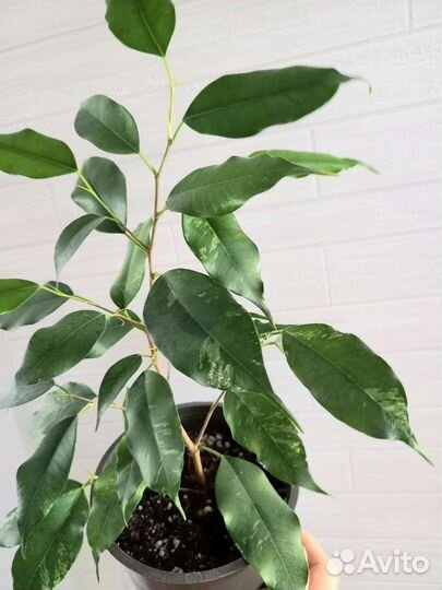 Фикус Эльдорадо