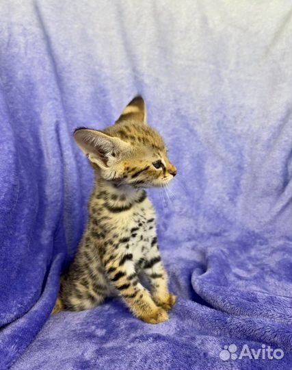 SavannahF1/саваннаф1