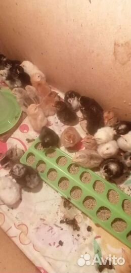 Цыплята пушкинский орпингтонов и кур несушек