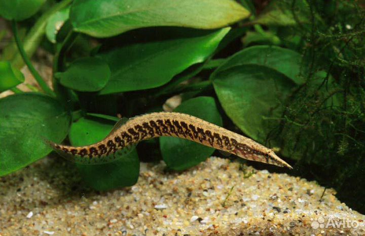 Мастацембел кофейный