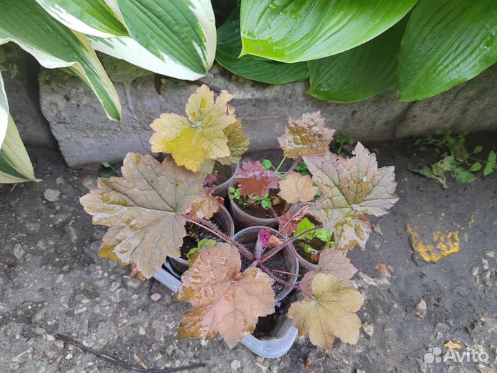 Саженцы гейхеры