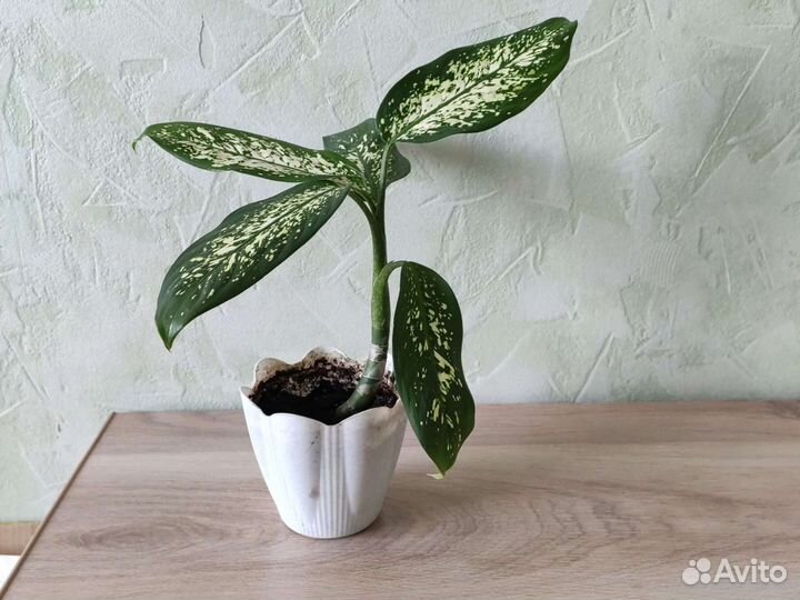 Комнатные растения