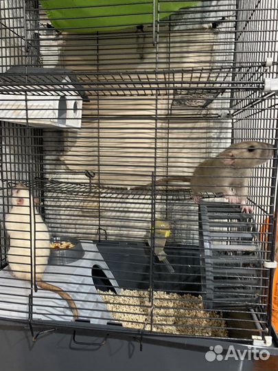 Крыса дамбо