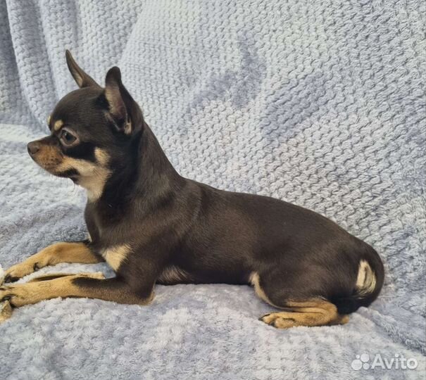 Вязка чихуахуа