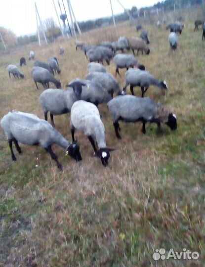 Продаю овец и ярок чистокровной романовской породы