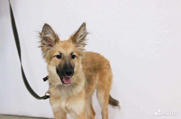 Щенок в поиске хозяев