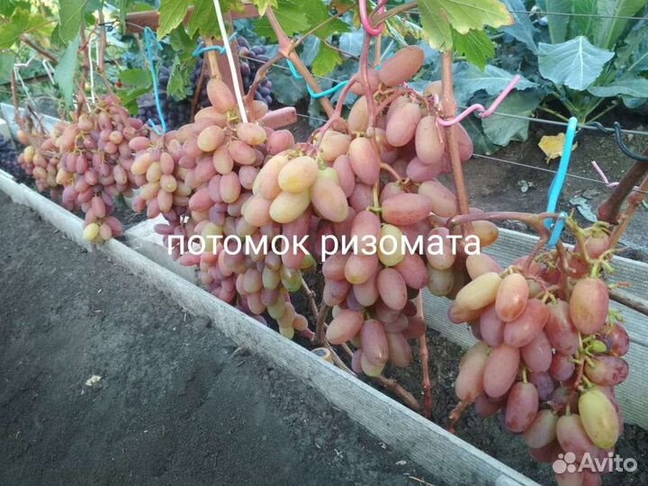Саженцы виноград