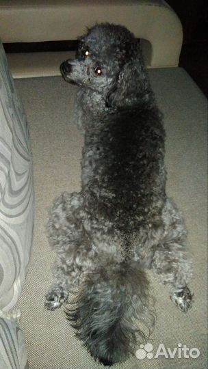 Собачья шерсть пуделя