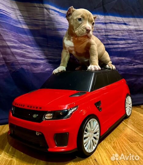 Американский булли щенки покет и экзоты