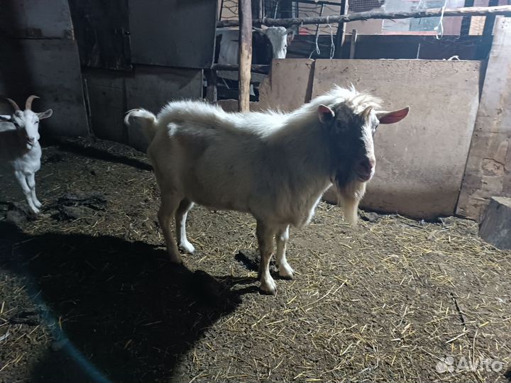 Козел зааненский