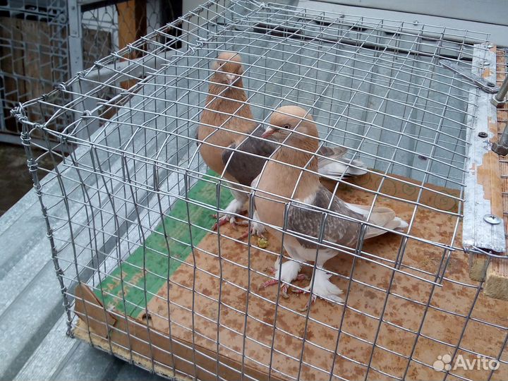 Продажа голубей