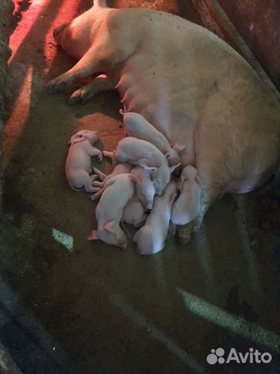 Поросята ландрас с крупной белой