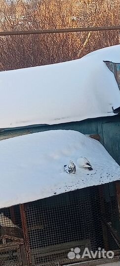 Продажа голубей