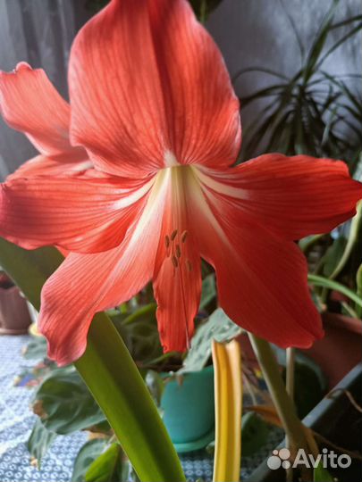 Пеперомия/Сингониум/гиппеаструм/спатифиллум