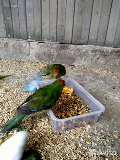 Попугаи волнистые, кореллы, амадины