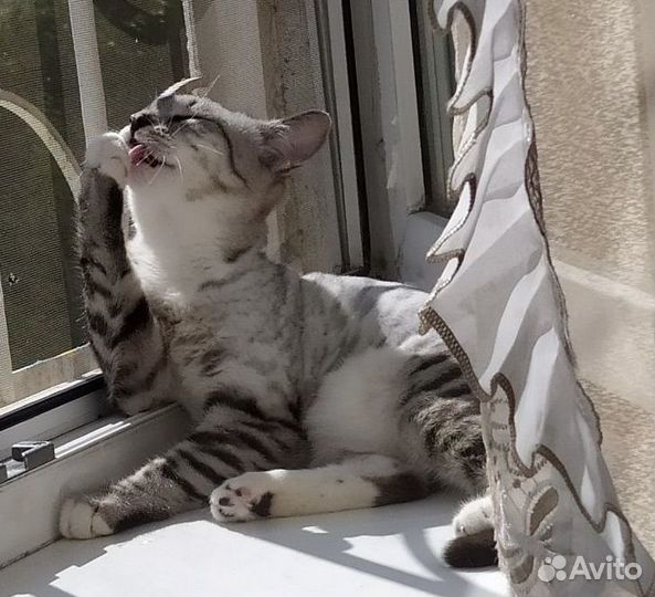 Кот на вязку