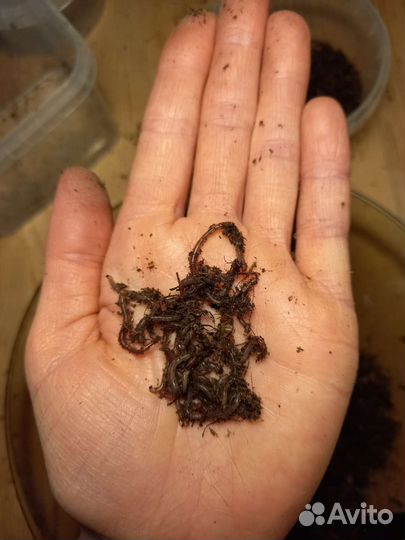 Малёк червя дендробена