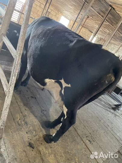 Коровы дойные