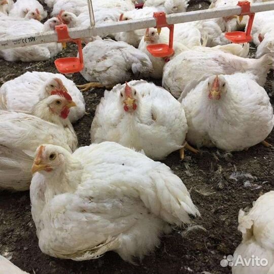 Домашние куры бройлеры