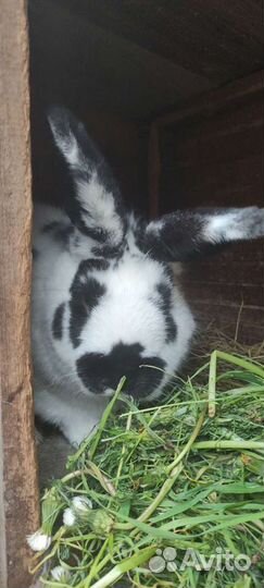 Кролики в разведение