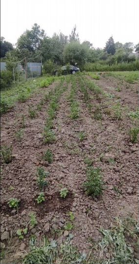 Участок 11,5 сот. (ИЖС)