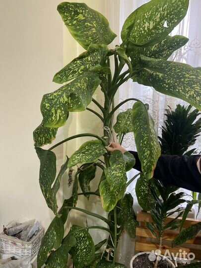 Комнатные цветы