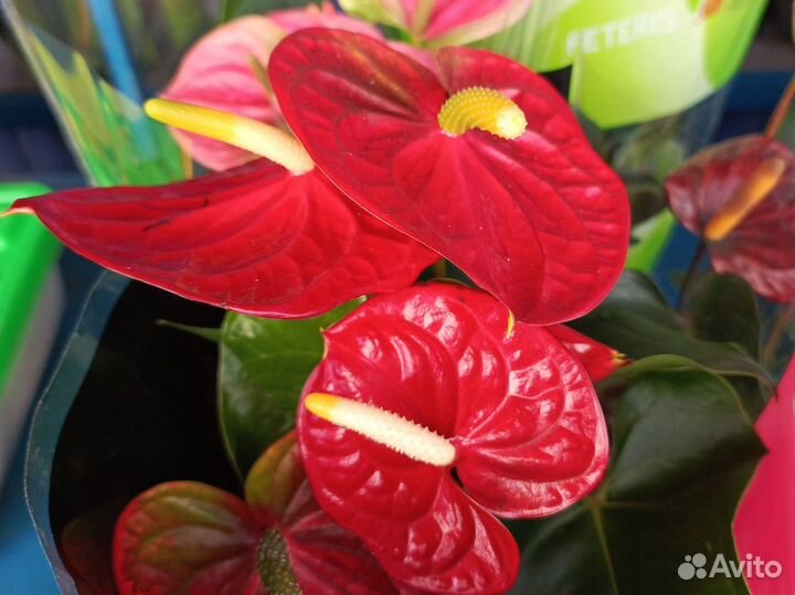 Хризантемы