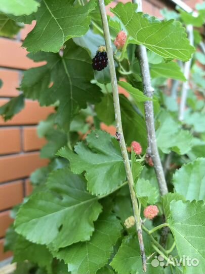 Шелковица на штамбе 180