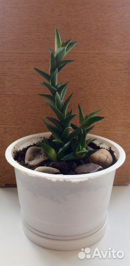 Хавортия извилистая, суккулент