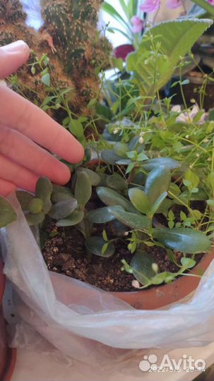 Толстянка Денежное дерево