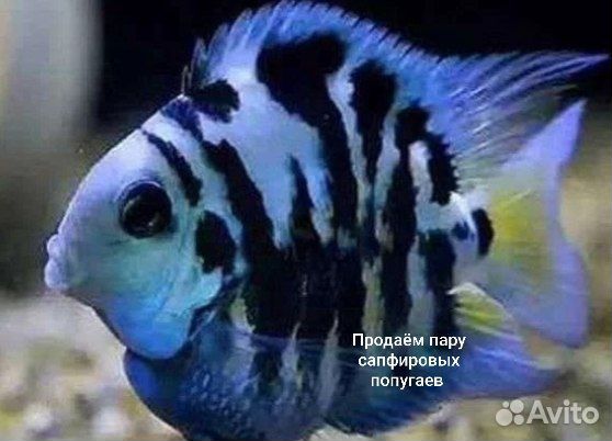 Аквариумные рыбки