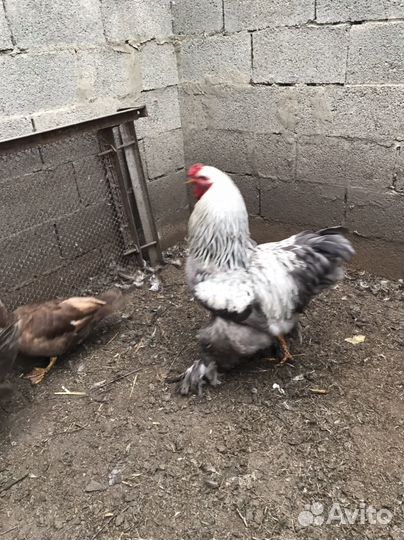 Петух брама