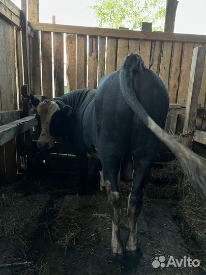 Быки годовалые