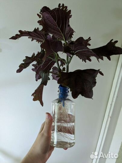 Излишки растений 2