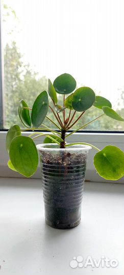 Пилея пеперомиевидная