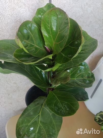 Фикус Лирата Бамбино