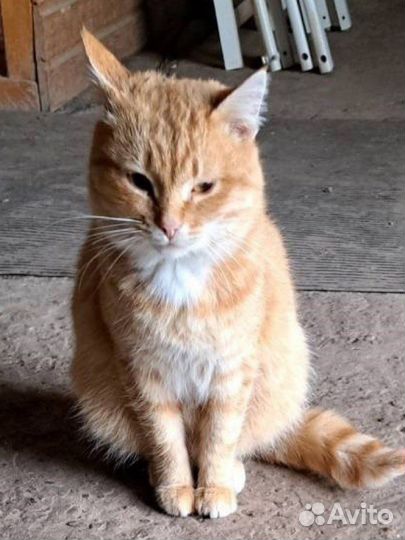Кот Лучик Бельчонок