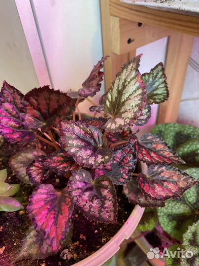 Бегония королевская