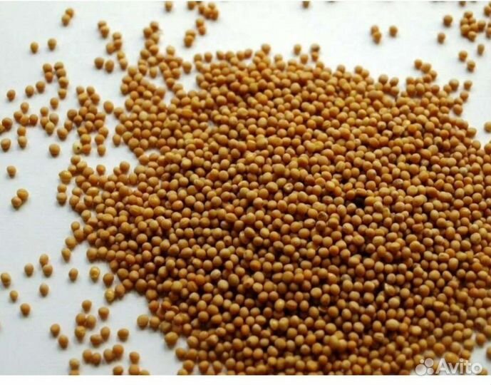 Горчица сидераты от 20 кг