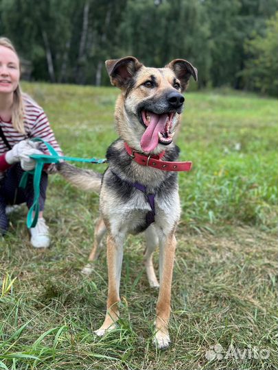 Собака в добрые руки