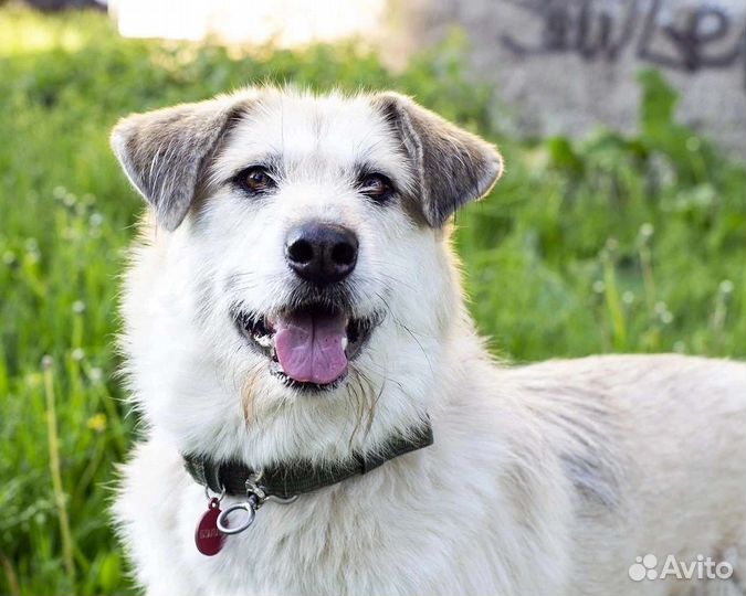 Собака в добрые руки